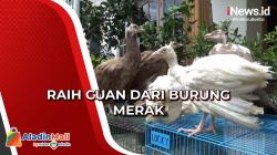 Jeli Liat Peluang, Pria di Medan Mendulang Cuan dari Mengembangbiakkan Burung Merak
