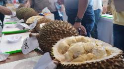 Kelompok Tani Cibugis Sabet Juara 1 Festival Durian Lokal Unggulan Sukabumi 2023<