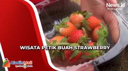 Menikmati Wisata Petik Buah Strawberry di Lereng Pegunungan Mamasa