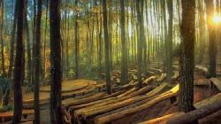 Hutan Pinus Mangunan: Keindahan, Fasilitas, Lokasi, hingga Harga Tiket Masuk