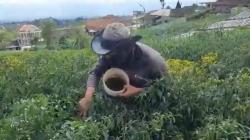 Terdampak Cuaca Buruk, Petani Cabai di Boyolali Terancam Rugi Jutaan Rupiah