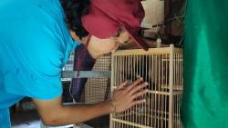 Sukses Budi Daya Murai Batu, Pemuda di Pangkalpinang Raup Omzet Puluhan Juta Rupiah per Bulan