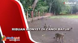 Ribuan Monyet Ekor Panjang Menyapa Pengunjung di Objek Wisata Candi Batur Pemalang