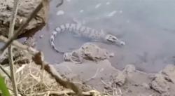 2 Buaya Muncul di Sungai Tanggul, Warga Kencong Jember Resah