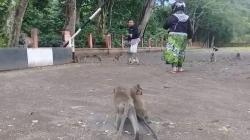 Bikin Geli, Aksi Monyet Penghuni Kawasan Candi Batur di Pemalang