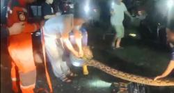 Petugas Damkar Evakuasi Ular Piton 6 Meter yang Lilit di Ban Serep Mobil Warga