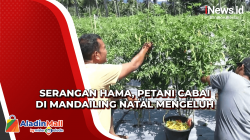 Serangan Hama, Petani Cabai di Mandailing Natal Mengeluh Panen Turun 50 Persen