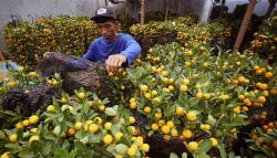 Pohon Jeruk Kim Kit Lambang Keberuntungan Masyarakat Tionghoa