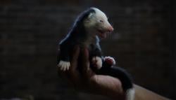 Budi Daya Musang Pandan, Harga Jual hingga Rp23 Juta