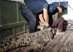 Warga Muna Tangkap Buaya 3,5 Meter dengan Tali Nilon