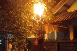 Damkarmat Bantul Evakuasi 385 Sarang Tawon selama 2022<