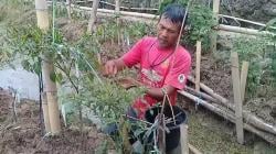 Belasan Hektare Tanaman Cabai Busuk Diserang Hama Patek, Petani di Subang Rugi Puluhan Juta<
