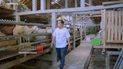 Kisah Mantan Karyawan Distro yang Sukses Jadi Peternak Domba