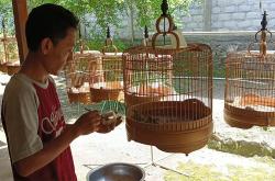 Kisah Suyono Peternak Burung Branjangan yang Sukses karena Pandemi Covid-19