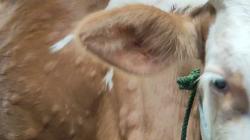 Pemkab Batang Jemput Bola Tangani LSD pada Ternak Sapi 