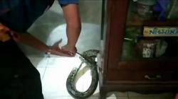 Bikin Resah, 3 Ular Piton Jumbo Dievakuasi dari Permukiman Warga Tuban