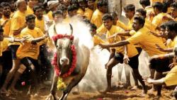 Tradisi Menjinakkan Banteng Telan Korban Jiwa, 1 Pria Muda Tewas Luka-Luka