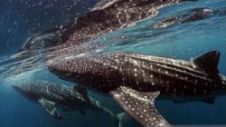 Sail Teluk Cendrawasih 2023, Pemprov Papua Barat Akan Kucurkan Dana Rp6 Miliar