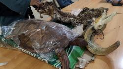 Jual Bagian Tubuh Macan Tutul di Facebook, Seorang Pemuda Ditangkap di Bekasi