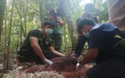 Masuk Kawasan Bandara, 1 Orangutan Dievakusi lalu Dilepasliarkan di Kawasan Konservasi