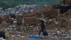 Sapi Ternak Makan Sampah di TPA Kendari, Pemilik Cuek
