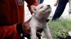 Aksi Heroik Petugas Damkar Palangka Raya, Selamatkan 2 Anak Anjing Terjebak Tembok