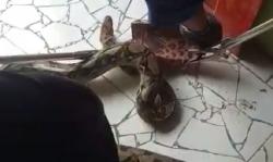 Evakuasi Ular Piton 3 Meter Sembunyi di Samping Toko Bangunan Berlangsugng Dramatis