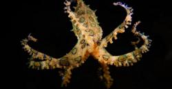 7 Hewan Kecil tapi Mematikan, Anda Perlu Waspada!