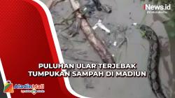 Ngeri, Puluhan Ular Terjebak Tumpukan Sampah akibat Terbawa Banjir di Madiun