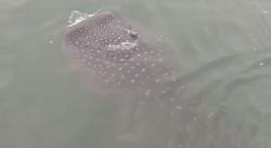 Kawanan Hiu Tutul Muncul di Dermaga Panarukan Situbondo, Jadi Tontonan Warga