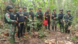 Satgas Pamtas RI-PNG Yonif 132/BS Gagalkan Transaksi 1.838 Gram Ganja di Perbatasan Papua