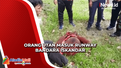 Terobos Runway Bandara Iskandar Pangkalan Bun, Orang Utan Ditembak Bius