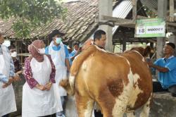  Sapi dan Kerbau di Sleman Mulai Divaksin LSD