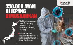 Infografis 450.000 Ayam di Jepang Dimusnahkan