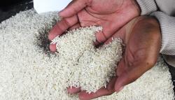 Produksi Meningkat, Perpadi Sebut Harga Beras Mulai Turun