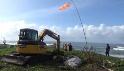 Keluarkan Bau Busuk, Bangkai Paus di Bibir Pantai Munggu Langsung Dikubur