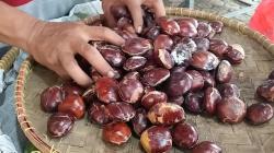 Harga Jengkol di Indramayu Mahal, Lampaui Daging Ayam Broiler
