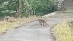 Monyet Kelaparan Berkeliaran di Permukiman Majalengka, Sulit Ditangkap dan Agresif