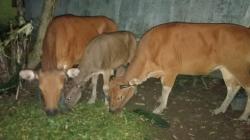 Warga Minahasa Selatan Nekat Jual Sapi Hasil Curian