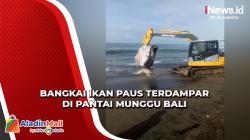 Geger, Bangkai Ikan Paus Sepanjang 10 Meter Terdampar di Pantai Munggu Bali