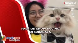 Gemesnya Kucing Mengenakan Cheongsam dalam Fashion Show di Surabaya