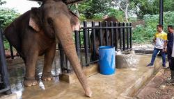 Persiapan Pembukaan Solo Safari
