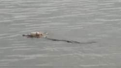 Viral Video Buaya Antar Jasad Bocah yang Hilang 2 Hari ke Tepi Sungai