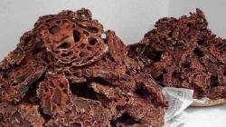 Manfaat Sarang Semut Papua untuk Kesehatan, Salah Satunya Obat Manjur Cegah Kanker