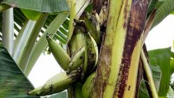 Heboh Pisang Tumbuh dalam Batang Pohon di Surabaya, Ini Penjelasan Pakar