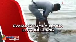 Lumba-Lumba Sakit Terdampar di Pantai Pandeglang, Petugas Mengevakuasi untuk Penanganan Medis