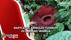 Warga Temukan Bunga Rafflesia Arnoldi Tumbuh di Agam