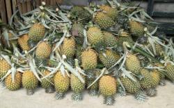 Daerah Penghasil Nanas Terbesar di Sumsel, Prabumulih Minggir Dulu <
