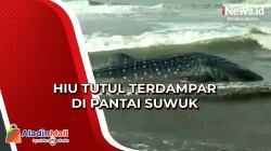 Tergulung Ombak, Hiu Tutul Seberat 2 Ton Terdampar di Pantai Suwuk Kebumen