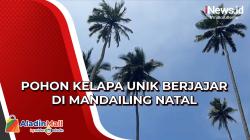 Unik, Pohon Kelapa Tua Berjajar dan Terus Bertumbuh dengan Ketinggian Capai 60 Meter